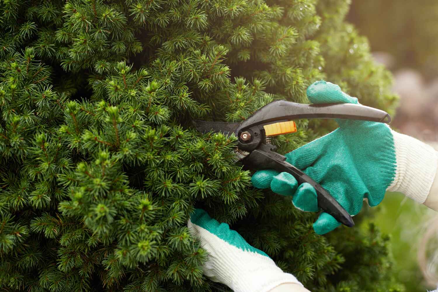 Best Tree Health Inspection  in Richmond Heights, FL